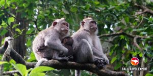 Ubud Monkey Forest - Bali Travel Expert