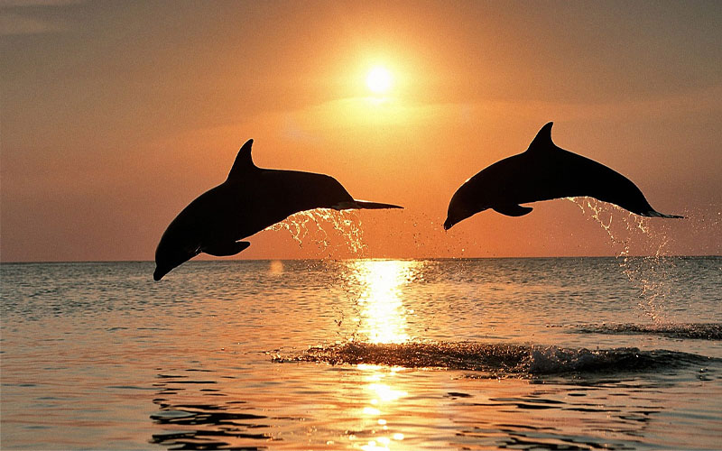 Bali 4 days and 3 nights with dolphin tour