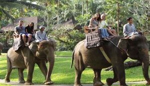 Bali Elephant ride and Ubud tour