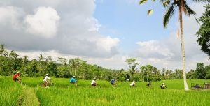 Bali cycling and Ubud tour